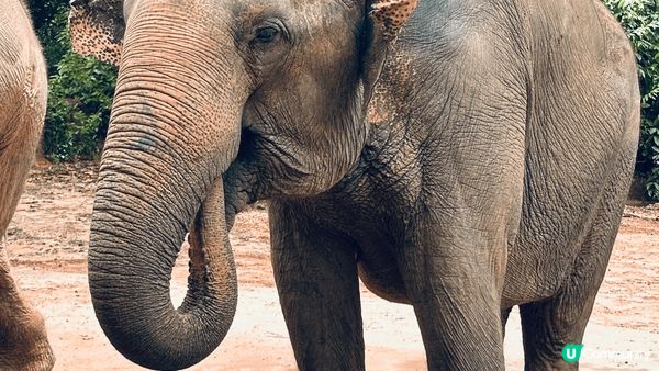 而家好多人都會去富國島 今次去左野生動物園 入面動物好近距離...