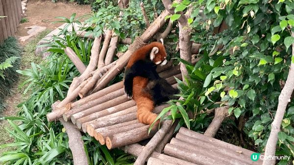 海洋公園係每年我都會去既地方 我最中意每年唔同節日既布置 餐...
