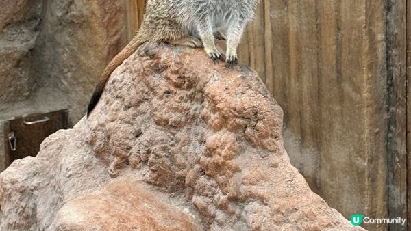 海洋公園係親子旅遊同打卡熱點，一程玩盡溫馨同動感：睇到萌爆熊...