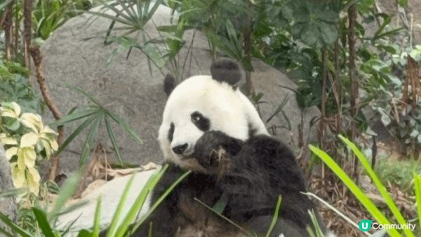 海洋公園係親子旅遊同打卡熱點，一程玩盡溫馨同動感：睇到萌爆熊...