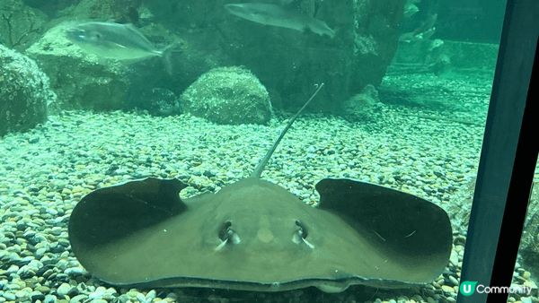 海洋公園係親子旅遊同打卡熱點，一程玩盡溫馨同動感：睇到萌爆熊...