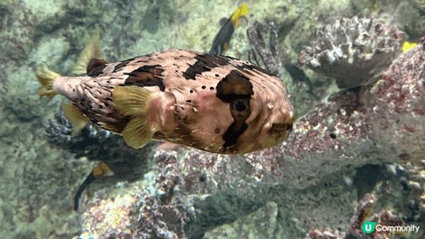 海洋公園係親子旅遊同打卡熱點，一程玩盡溫馨同動感：睇到萌爆熊...
