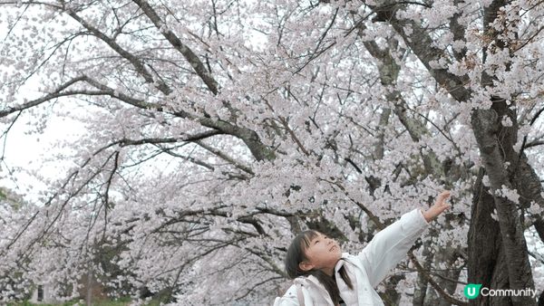 左：讀賣樂園機動遊戲，七歲女玩到超興奮！中：日本櫻花季超夢幻...