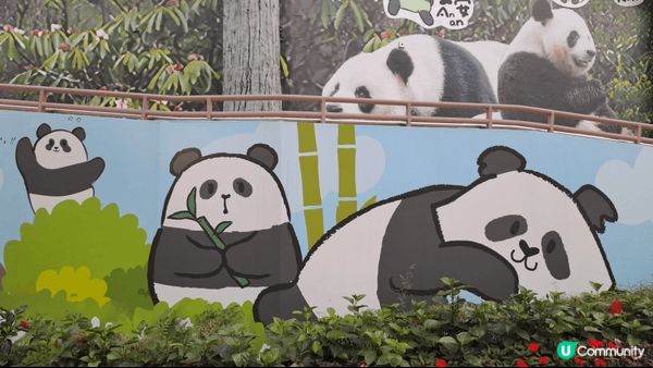 海洋公園睇熊貓，布甸狗三十周年公園打咭，Ocean Park...