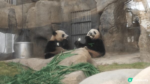 夏日炎炎，最好當然去海洋公園睇大熊貓啦。想學盈盈keep住美...