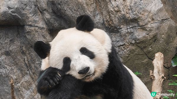 夏日炎炎，最好當然去海洋公園睇大熊貓啦。想學盈盈keep住美...