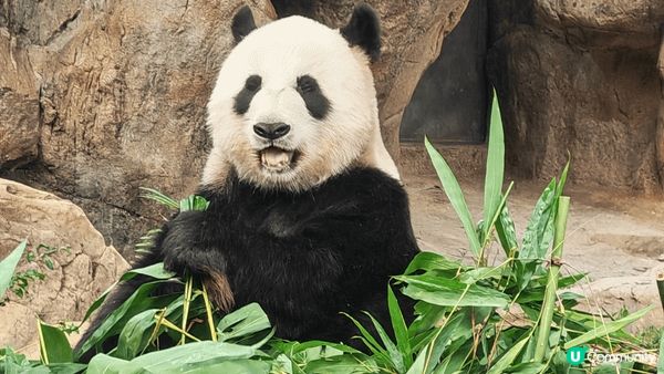 夏日炎炎，最好當然去海洋公園睇大熊貓啦。想學盈盈keep住美...