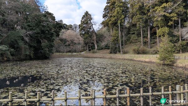 This is a photo taken at Sakur...