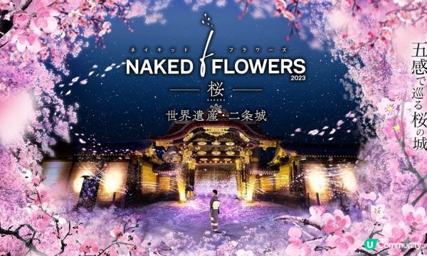 沉浸式櫻花盛典？京都「NAKED FLOWERS 2023 櫻 世界遺産・二条城」到世界遺產賞櫻吧！