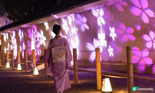 沉浸式櫻花盛典？京都「NAKED FLOWERS 2023 櫻 世界遺産・二条城」到世界遺產賞櫻吧！