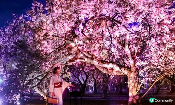 沉浸式櫻花盛典？京都「NAKED FLOWERS 2023 櫻 世界遺産・二条城」到世界遺產賞櫻吧！