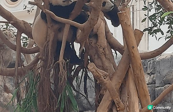 第一張相係酸辣湯 第二張係海洋公園熊貓 第三張相係芒果棉花冰...