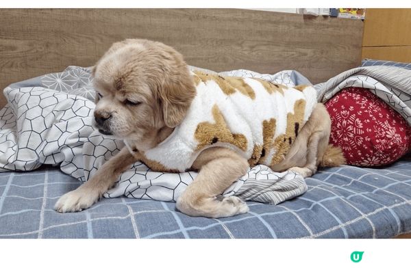 這是我家的毛孩，叫做卡卡。未著衫時精靈活潑，表情多多，成日都...