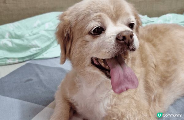 這是我家的毛孩，叫做卡卡。未著衫時精靈活潑，表情多多，成日都...