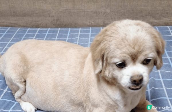 這是我家的毛孩，叫做卡卡。未著衫時精靈活潑，表情多多，成日都...