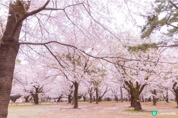 大宮公園」與「熊谷櫻堤」皆位於日本埼玉縣，同列「日本櫻名所1...
