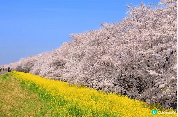 大宮公園」與「熊谷櫻堤」皆位於日本埼玉縣，同列「日本櫻名所1...