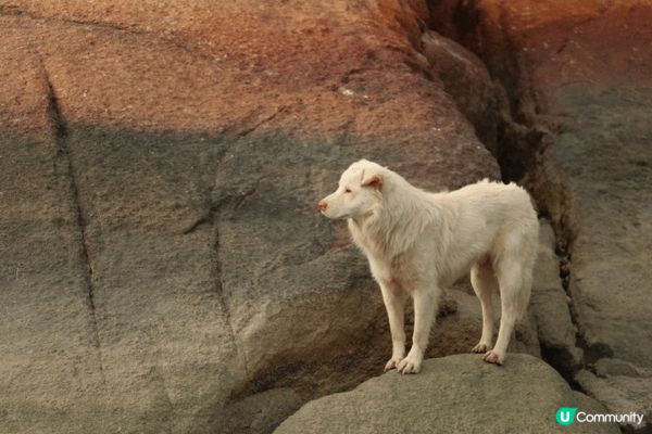 打卡地點: 屯門龍鼓灘  咁啱嗰次去嘅時候陽光猛烈, 陽光照...