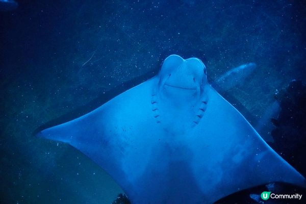 圖片中所拍攝的地方是海洋公園水族館，裏便生活了許多海洋生物，...