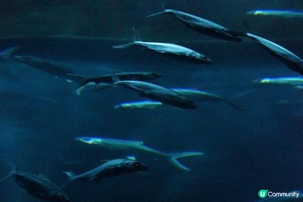 圖片中所拍攝的地方是海洋公園水族館，裏便生活了許多海洋生物，...