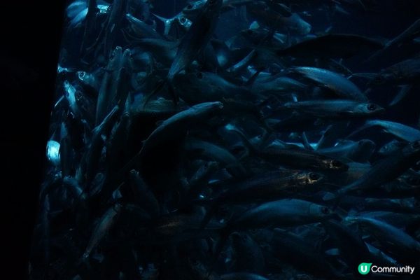 圖片中所拍攝的地方是海洋公園水族館，裏便生活了許多海洋生物，...
