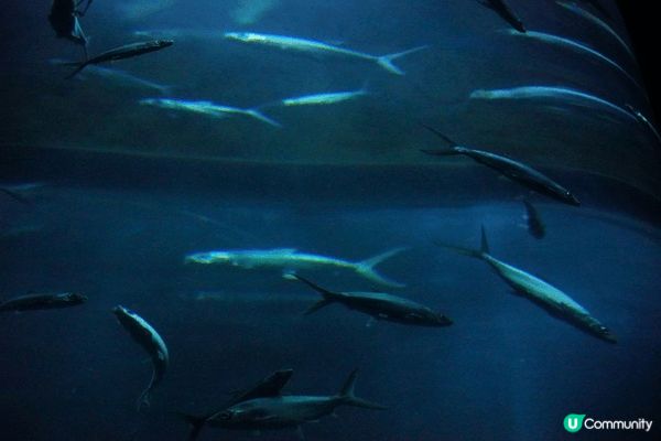 圖片中所拍攝的地方是海洋公園水族館，裏便生活了許多海洋生物，...