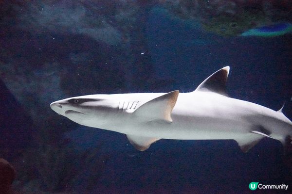 圖片中所拍攝的地方是海洋公園水族館，裏便生活了許多海洋生物，...