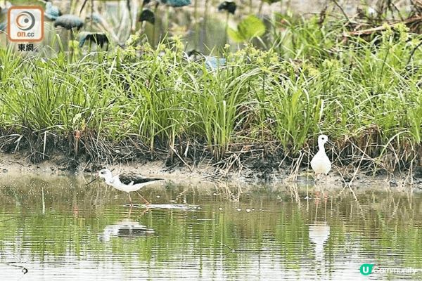 塱原自然生態公園有木板歩道和觀鳥屋，能夠探索周圍的野生動物，...