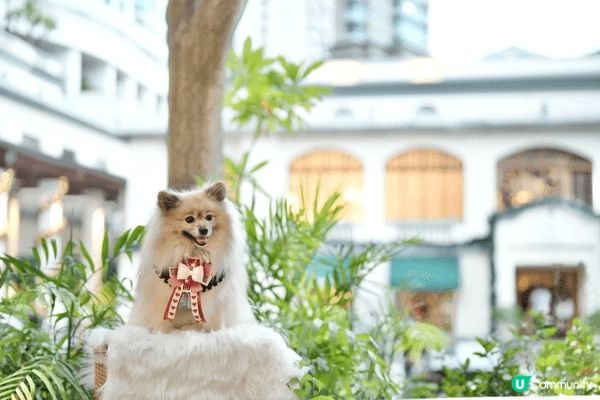 一屋11毛孩要照顧，我就冇機會離開香港旅行，但係香港仍然有好...