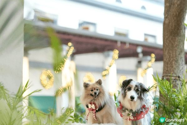 一屋11毛孩要照顧，我就冇機會離開香港旅行，但係香港仍然有好...