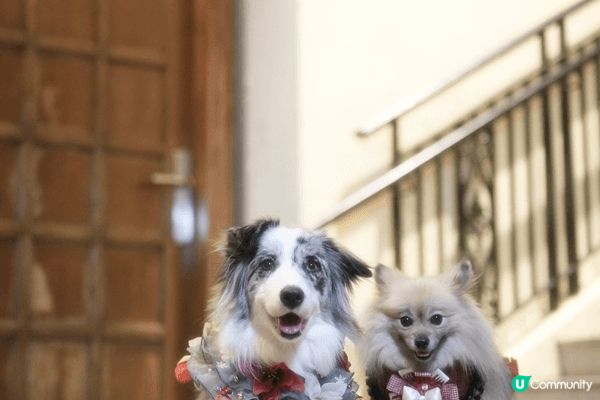 一屋11毛孩要照顧，我就冇機會離開香港旅行，但係香港仍然有好...