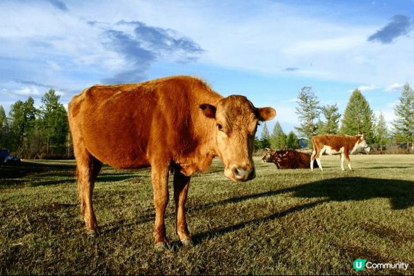 蒙古國草原上的蒙古包和金牛。