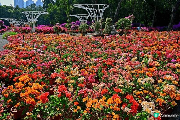 深圳蓮花山公園，簡直是沉醉在不同花朵的世界一樣，讓人瞬間遠離...