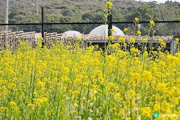 若果未能去夏威夷度假，不如先去西貢走一趟。「木棉洞」位於西貢...