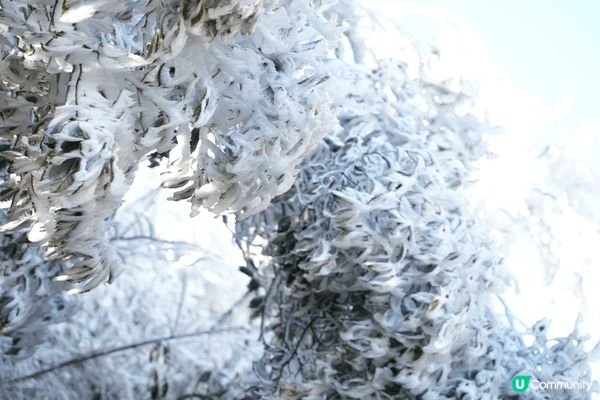 12月左右兩小時高鐵,就可以睇到滿山結霜,上午8點上山最好,...