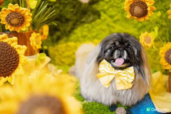 WM Flower 係一間喺元朗嘅Pet Friendly輕...