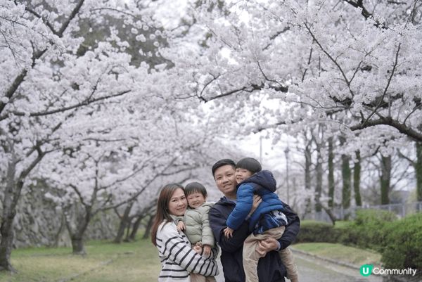 呢張相係我哋一家四口喺日本櫻花樹下影㗎！成個旅程真係超開心，...