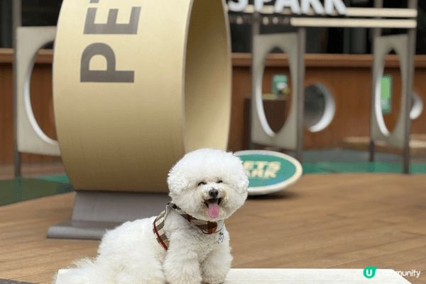 同一日裏面去咗沙田新城市嘅狗狗樂園仲有沙田嘅三級遺跡Cafe...
