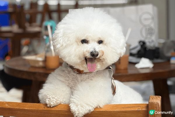 同一日裏面去咗沙田新城市嘅狗狗樂園仲有沙田嘅三級遺跡Cafe...