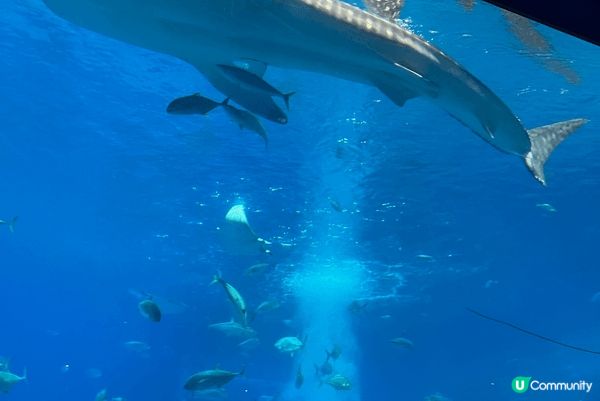 沖繩美麗海水族館，有唔到海洋生物，特別係有真既鯨鯊