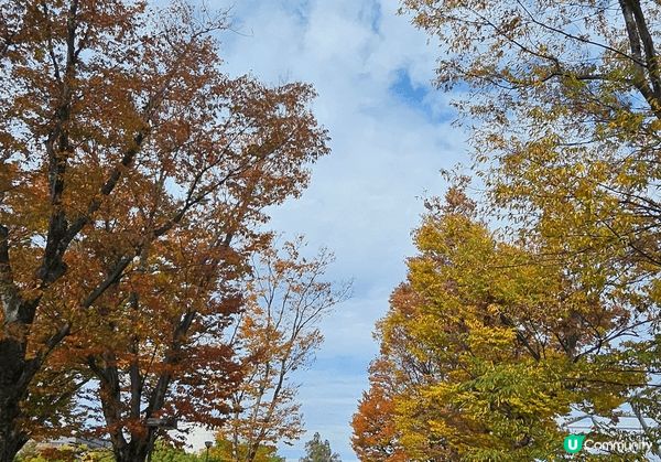 大阪世博紀念公園十一月初已開始有红葉啦！同時又有免費玫瑰花展...