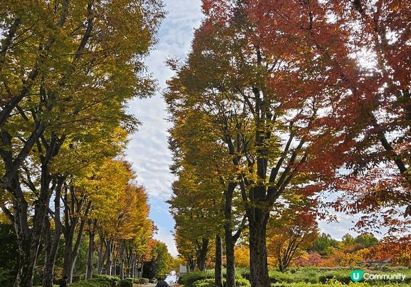 大阪世博紀念公園十一月初已開始有红葉啦！同時又有免費玫瑰花展...