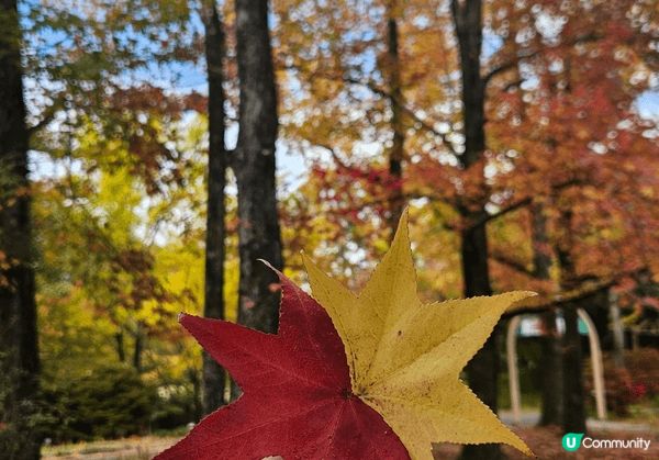 大阪世博紀念公園十一月初已開始有红葉啦！同時又有免費玫瑰花展...