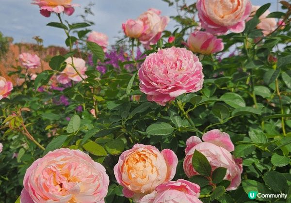 大阪世博紀念公園十一月初已開始有红葉啦！同時又有免費玫瑰花展...