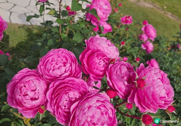 大阪世博紀念公園十一月初已開始有红葉啦！同時又有免費玫瑰花展...