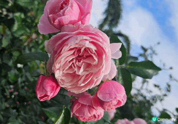 大阪世博紀念公園十一月初已開始有红葉啦！同時又有免費玫瑰花展...