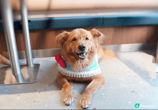 Fluffy係媽媽爸爸最心愛嘅寶貝仔🥰