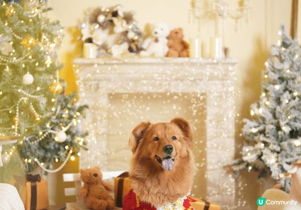 Fluffy係媽媽爸爸最心愛嘅寶貝仔🥰