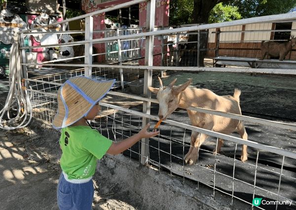 大埔的蝶豆花園是一個非常適合親子遊樂的好去處。這個佔地50萬...