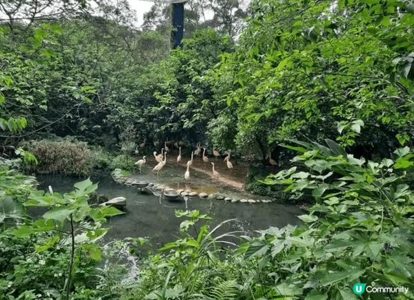 去台灣點可以唔去台北市立動物園，園區內有超過四百種動物，係東...